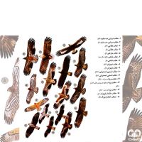 گونه عقاب صحرایی Aquila nipalensis